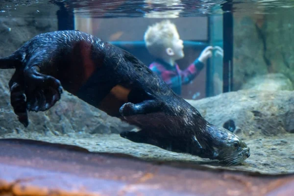 บัตรเข้าชม Sea Life Aquarium แบบเต็มวัน